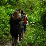 Hikers walking through vibrant, dense foliage in Manacapuru, Brazil.
