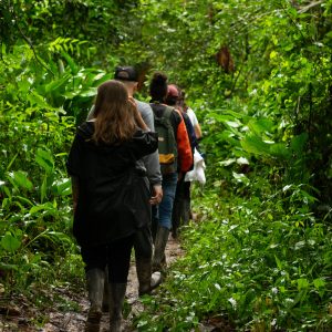 Hikers walking through vibrant, dense foliage in Manacapuru, Brazil.
