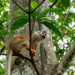 Close-up of a squirrel monkey in the Amazon rainforest, Leticia, Colombia.