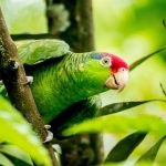 Colorful parrot with red head and green feathers in its natural jungle habitat.